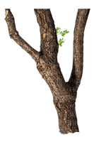 Tree - kostenlos png