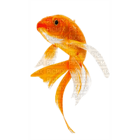 fish  Bb2 - png grátis