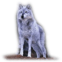 blue wolf - δωρεάν png
