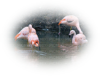 loly33 flamant rose - Free PNG