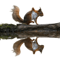 squirrel fall water - PNG gratuit