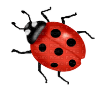 ladybug coccinelle🐞🐞 - PNG gratuit