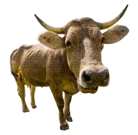 cow per request - PNG gratuit