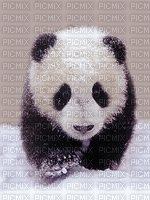 panda winter hiver snow gif fond - Free animated GIF