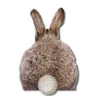 Rabbit.Lapin.Conejo.Victoriabea - Free PNG