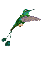 hummingbird - Gratis animeret GIF