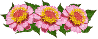 kukka, flower, fleur - nemokama png