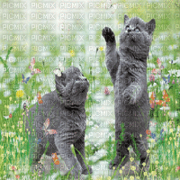 british shorthair CATS BUTTERFLY SPRING MEADOW bg gif chats printemps fond
