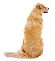 Tiere - Free PNG