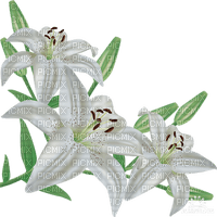 fleur Pelageya - Free PNG