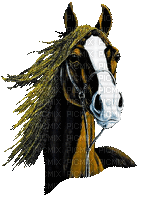 horse head bp - Free animated GIF