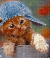 Le chaton à la casquette - darmowe png