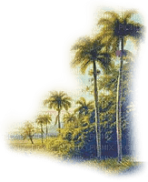palmeras transparentes dubravka4 - PNG gratuit
