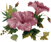 rose,flowers, purple, GIF, basket,Pelageya - Free animated GIF