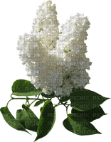 fleurs blanches web charmille - zdarma png