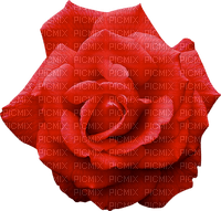Rose Rouge Fleur:) - PNG gratuit