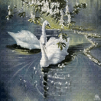 dolceluna flowers spring background swan - GIF animado gratis