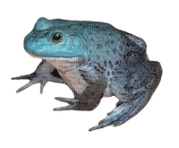 blue bull frog - Free PNG