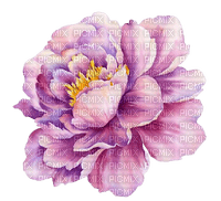 fleur pivoine - 無料png