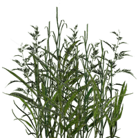 plants two katrin - png gratuito