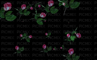 розы - Besplatni animirani GIF