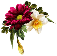blommor--flowers - darmowe png