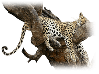 leopardo - darmowe png