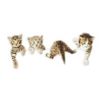 cats border chats - PNG gratuit