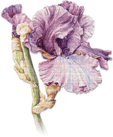soave deco flowers iris purple green - png gratis