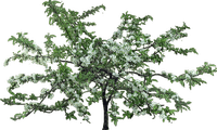 träd---tree - PNG gratuit