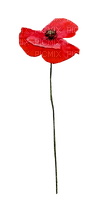 soave deco flowers poppy red - 無料png