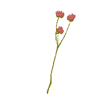 Fleur.Bouquet.Ramo.branche.branch.Flowers.Victoriabea