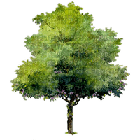 дерево акварель - безплатен png