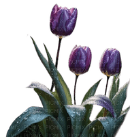 Flores claveles - PNG gratuit