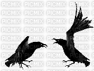 corbeau - Nemokamas animacinis gif
