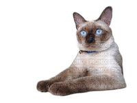 charmille _ animaux _ chat - png gratis