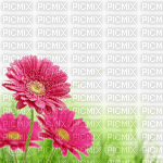цветы - Free PNG