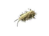 bacteria gif - 免费动画 GIF