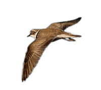 Vogel im Flug - 免费PNG