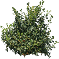 arbusto - δωρεάν png