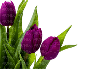 tulips easter ostern Pâques paques spring printemps frühling primavera весна wiosna flower fleur blossom bloom blüte fleurs blumen - PNG gratuit