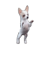 Chihuahua - Free PNG