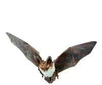 murciélago.deco - GIF animado grátis