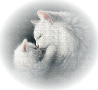 Kaz_Creations Cat 🐈 🐱 Cats Kitten - besplatni png