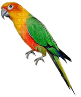perroquet - ingyenes png