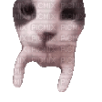 Cat smooch - Free animated GIF
