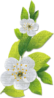 soave deco fruit apple branch flowers spring green - png gratuito