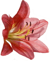 blume flowers - δωρεάν png