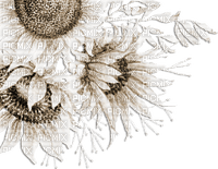 soave deco flowers corner branch spring sunflowers - PNG gratuit