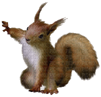 Squirrel 2 - Gratis animerad GIF
